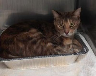 Yam - Domestic Shorthair/Domestic Mediumhair Mix Female Cat for Adoption