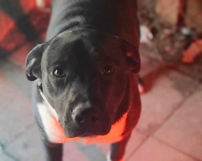 Bear - Black Labrador Retriever & Shepherd Mix Male Puppy for Adoption