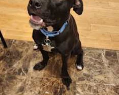 Jemili - Mutt/Staffordshire Bull Terrier Mix Male Dog for Adoption