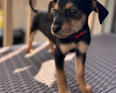 Meet Aspen - bold, bright, and born to charm. Aspen, one of our Forest Wonders litter born in early August, is a Chihuahua mix with a big heart and an even bigger personality. He's the kind of pup who bounds into life headfirst - curious about everything, brave in new situations, and always ready to make a friend (human, dog, or chew toy). When he's not busy exploring, Aspen loves snuggling up ...