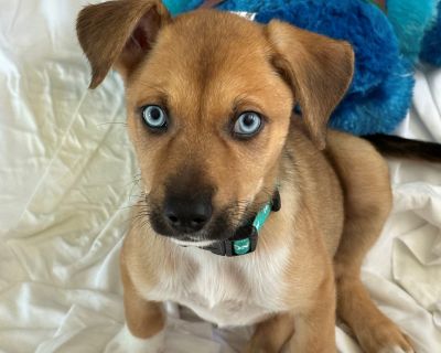 Cypress - Shepherd Mix Female Puppy for Adoption