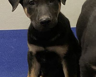 Jaguar - German Shepherd Dog Male Puppy for Adoption