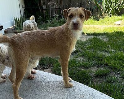 Summer - Terrier (Unknown Type, Medium) Female Dog for Adoption