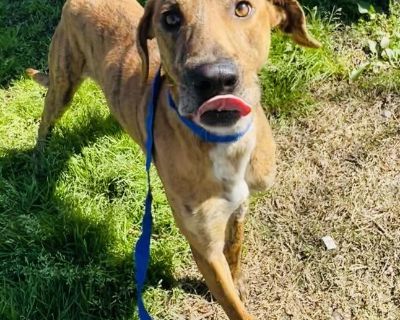 Dazzle-Me-Drew - Tennessee Treeing Brindle Mix Male Dog for Adoption