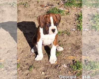 9 Weeks Old * Size at Maturity: Large * Availability Date: 11/17/2025 * Shipping Area: Pick Up Only * Payment Method: Cash *. They were born September 13 2025. They were vet checked at 2 days old when tails and dew claws were done. They were wormed at 2,4,6 and 8 wks. They were vet checked again at 6 wks with their first shot. They are working now on house breaking. They are well socialize with...