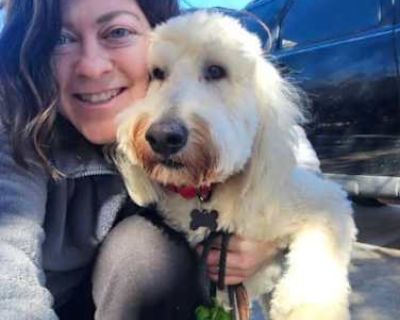 Ollie - Labradoodle/Goldendoodle Mix Male Dog for Adoption