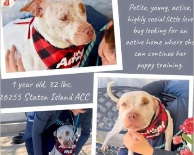 Talia URGENT - Staffordshire Bull Terrier mix Female Puppy