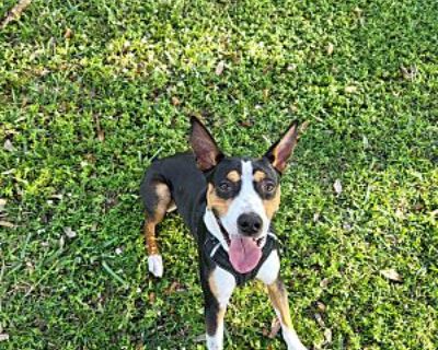 Bullseye - Rat Terrier Male Dog for Adoption