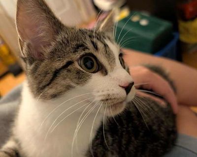 Child. White (mostly). Hair: short. Microchipped. Pixie is a short hair, brown tabby/white kitten. She loves the company of a trusted human and is willing to meet other cats/kittens. She tolerates quiet dogs but is timid around large, energetic, playful dogs. Pixie loves to look out windows and play with smill mice and crinkle toys. She enjoys her hammock or a soft warm blanket/bed. Pixie would...