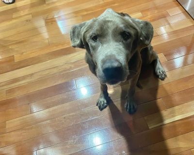 Silver is a 12 year old silver/chocolate Labrador living in Bethel Park, Pennsylvania, a suburb of Pittsburgh. Silver is a 12 year old Labrador who was dearly loved by her person who recently passed away. She il looking for a forever home where she can spend her golden years. Despite her age, Silver has a lot of energy and love to give. She would make a great dog for just about anyone. She is a...