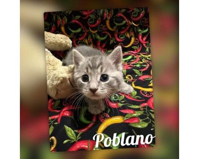 Poblano - Domestic Shorthair Male Cat for Adoption