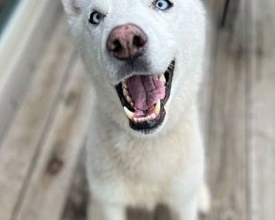 Bolt - Siberian Husky Male Dog for Adoption