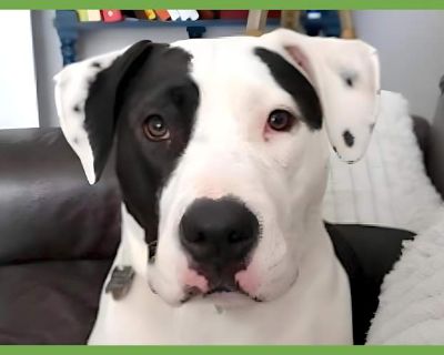 April - American Pit Bull Terrier/Labrador Retriever Mix Female Dog for Adoption