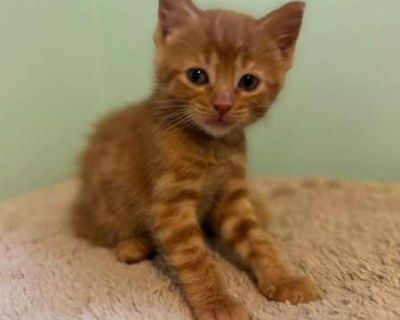 Ember - Tabby Male Cat for Adoption