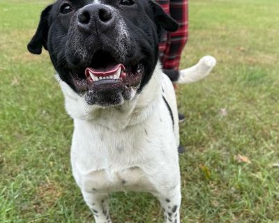 Lola - Shar-Pei Mix Female Dog for Adoption