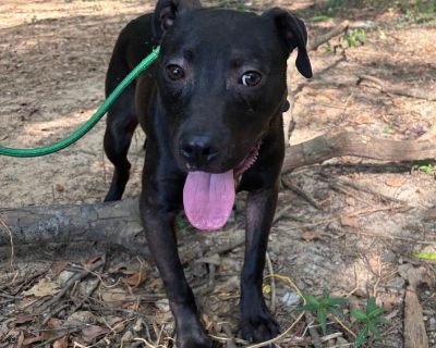 Drake - Pit Bull Terrier Mix Male Dog for Adoption