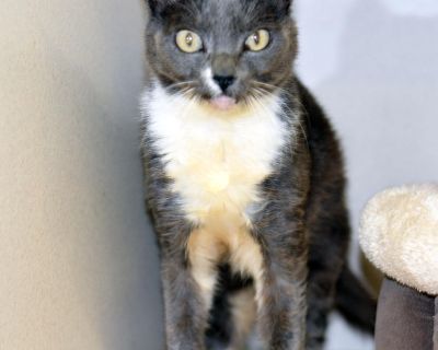 Domestic Short Hair Spayed/Neutered Housebroken Vaccinations up to date GERTIE - ID#A057920 Hi, my name is Gertie. I am a female, gray and white Domestic Shorthair. The shelter staff think I am about 10 years old.