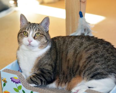 Tabby Spayed/Neutered Housebroken Vaccinations up to date JOSIE - ID#A045457 Hi, my name is Josie. I am a spayed female, brown tabby and white Domestic Shorthair. The shelter staff think I am about 9 years old. Josie and her sister Murphy came back to our shelter after their beloved owner passed away. Through the generosity of their owner's friends, their adoption fees have been fully sponsored...