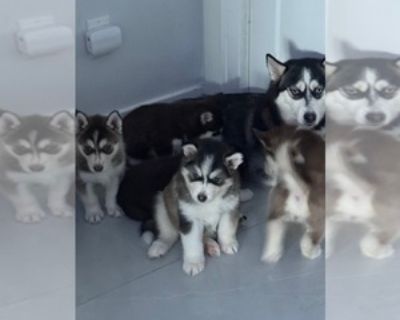 Alaskan Malamute-Pomsky Mix Puppies for Sale (2 Puppies Left)