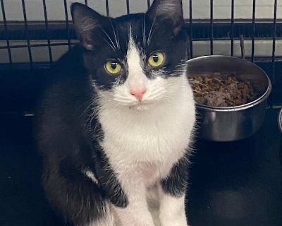 Tito - Domestic Shorthair Male Kitten for Adoption