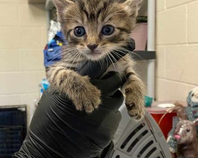 Skywalker - Havana Brown Male Kitten for Adoption