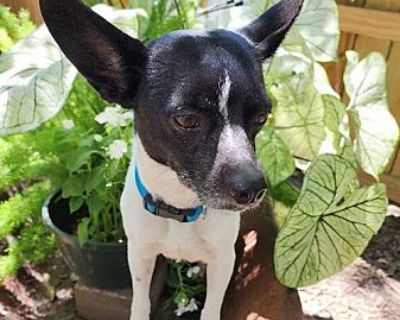 Posh - Rat Terrier Female Dog for Adoption