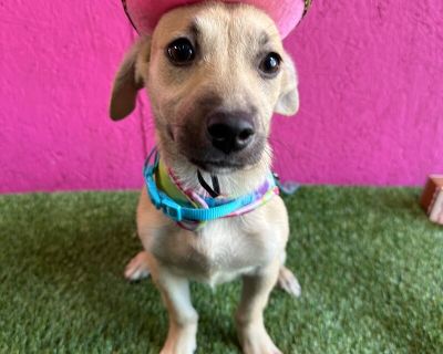 Jade - Corgi & Shepherd Mix Female Puppy for Adoption