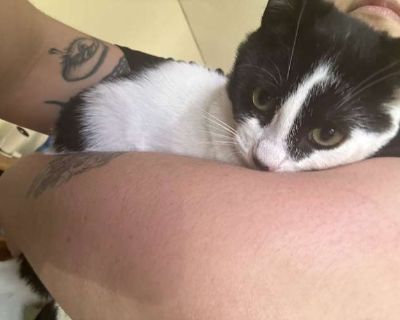Moo - American Shorthair Female Cat for Adoption