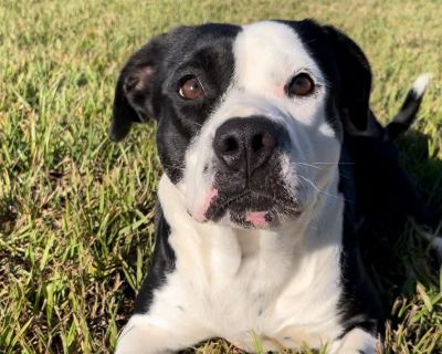 ***Help save Houston dogs lives! Our shelter is located just outside of Houston, TX (but we transport to your area). Not only would you be adopting an amazing dog, but you d also be giving room to the next dog that needs our help! Bonnie The Girl Who Left Her Heart on the Fence (and Took Everyone s With Her) Personality Highlights: 1 year old, ~40 lbs of black-and-white charm Walks like she s d...