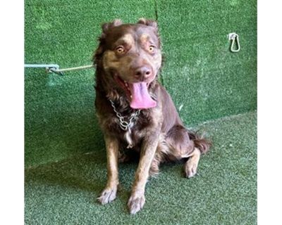 BANDIT - Australian Shepherd Male Dog for Adoption