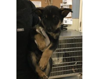 Dog - German Shepherd Dog Male Puppy for Adoption