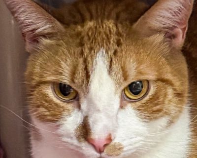 Characteristics Affectionate and Loving, Classic Extrovert, Likes to Chat, Super Snuggly, Indoor Outdoor Lifestyle Health Vaccinations up to date, spayed / neutered.. Adult Male Large Orange / Red , White