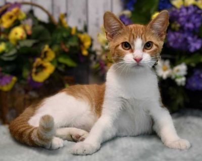 Peaches - Abyssinian Female Kitten for Adoption