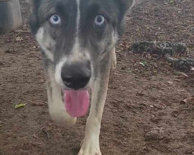 Cosette - Siberian Husky & German Shepherd Dog Mix Female Dog for Adoption