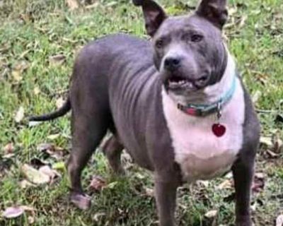 Adult. Gray/silver/salt & pepper - with white. Meet Katie! This girl is full blooded American Staffordshire Terrier. She s around 2 years old. She is already crate, leash, and potty trained so all you need to do is love her! Katie loves EVERYONE but she has the cutest snort when she meets older people or elderly. We Believe she may have at one time belonged to an elderly person. She prefers a l...