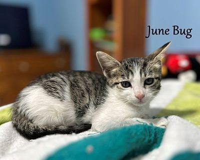 June Bug - Domestic Shorthair Female Cat for Adoption