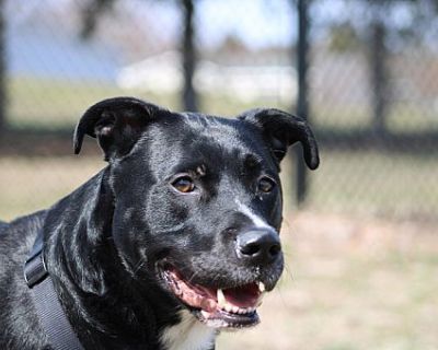 Fell - American Pit Bull Terrier Male Dog for Adoption