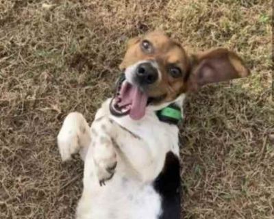 Gouda Lou - Beagle Male Dog for Adoption