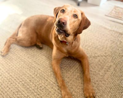 Sherpa Throw - Labrador Retriever Mix Male Dog for Adoption