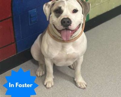 Sonja - American Pit Bull Terrier Female Puppy for Adoption