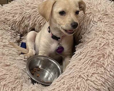Child. Tan/yellow/fawn. Microchipped. We are The Little Ones Animal Center, we have been rescuing dogs for over 10 years. We require that any one interested in having a meet and greet with any of our dogs must first fill out an adoption application, no exceptions. Meet our CASIE. He is a Chiweenie. Which is part Doxy and part Chihuahua. He is 4 1/2 months old and weighs 7 pounds. He has been ve...
