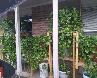 Ivy's plants for sale