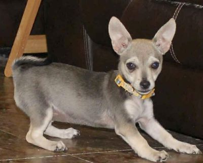 Avalon is a 10 week old, 4.5 lb, female, Chihuahua mix. Avalon is currently located in South Texas and will be transported to her new home. Hi there, I'm Avalon. I'm a tiny little girl with a big and loving heart! I'm so lucky to be safe and loved at my foster home, which I share with other dogs and also the grandkids. We have a lot of fun playing and running around. I hold my own with the bigg...