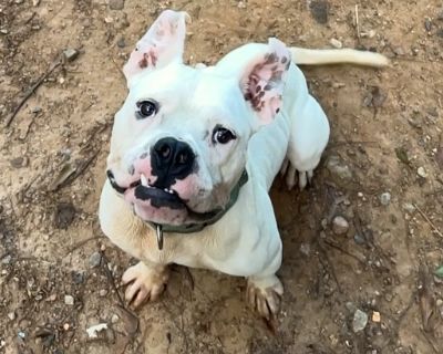 Kung Fu Panda - American Bulldog Mix Male Dog for Adoption