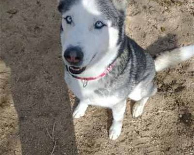 Niko ( pretty blue eyes) - Australian Shepherd Male Dog for Adoption