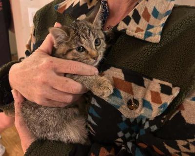 Garage Kitty - Tabby Female Cat for Adoption