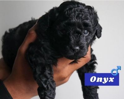 Onyx - Cock-A-Poo-Poodle (Toy) Mix Male Puppy for Adoption