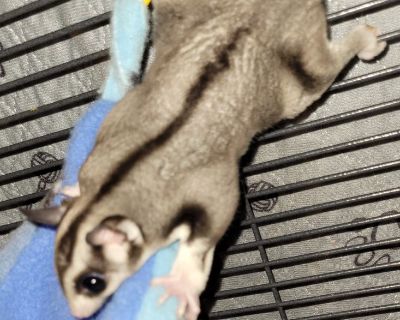 Sugar gliders