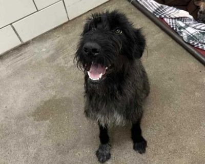 Ivy - Terrier (Unknown Type, Medium) Female Puppy for Adoption