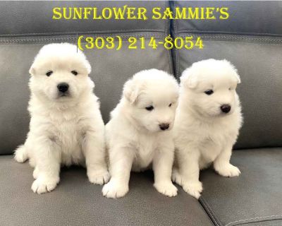 2 Male and 1 Female Samoyed Puppies for Sale